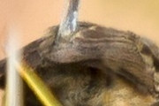 Mallee Emu-wren (Stipiturus mallee)